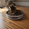 Comedouro Personalizado para Pet — Impresso em 3D