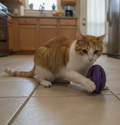 Brinquedo Ovo com Sininho para Gatos — Impresso em 3D
